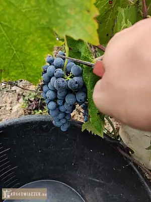 Winobranie 2026 Francja - WARSZAWIAK.EU