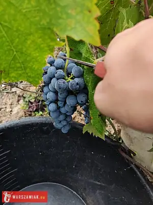 Winobranie 2026 Francja - WARSZAWIAK.EU
