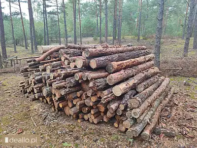 [eLicytacje] I licytacja - Drewno sosnowe opałowe - WARSZAWIAK.EU