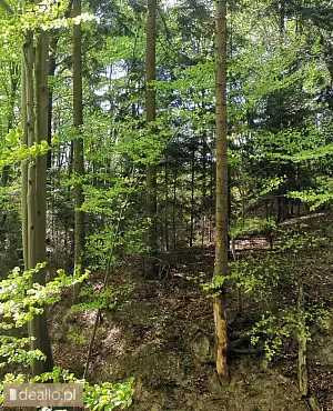 [eLicytacje] I licytacja - Nieruchomość gruntowa położona w Gnojnicy - WARSZAWIAK.EU
